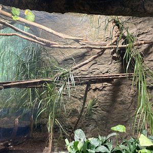Orinoco Rainforest - Double Yellow-Headed Amazon Aviary