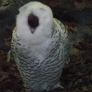 Snowy Owl - Zooparc de Beauval - 10/2020