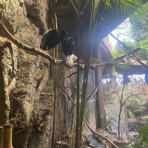 Orinoco Rainforest - Gray-Winged Trumpeter/Black-Necked Aracari/Toco Toucan/Black-Bellied Whistling Duck Exhibit