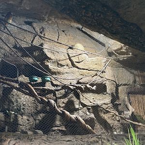 Orinoco Rainforest - Crimson-Rumped Aracari/Spot-Billed Toucanet Exhibit