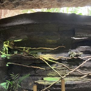 Orinoco Rainforest - Hoffman’s Two-Toed Sloth/Nocturnal Curassow Exhibit