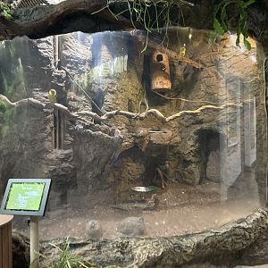 Orinoco Rainforest - Saffron Toucanet/Elegant-Crested Tinamou Exhibit