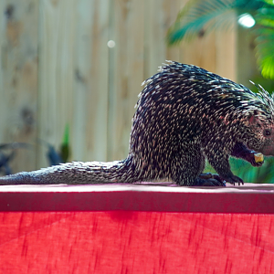 Oct. 2022 - Wild Connections Show - Prehensile-tailed Porcupine