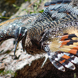 Oct. 2022 - Aviary - Sunbittern