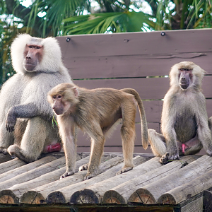 Oct. 2022 - Primate World - Hamadryas Baboons