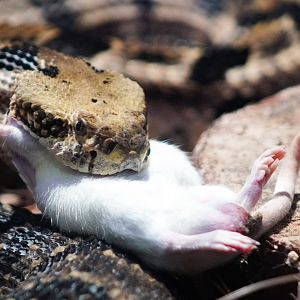 Oct. 2022 - Florida - Timber Rattlesnake