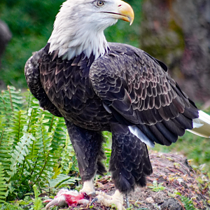 Oct. 2022 - Florida - Bald Eagle