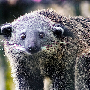 Oct. 2022 - Asian Gardens - Juvenile Bearcat