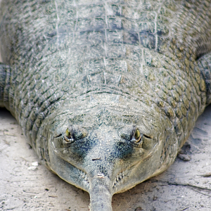 Oct. 2022 - Asian Gardens - Indian Gharial