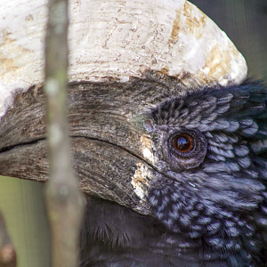 Oct. 2022 - Safari Africa - Silvery-cheeked Hornbill