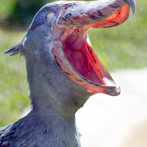 Oct. 2022 - Safari Africa - Shoebill