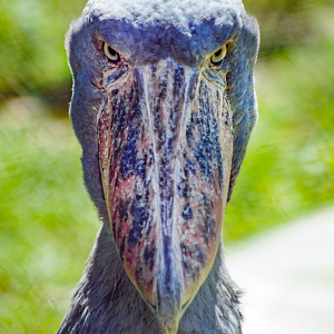Oct. 2022 - Safari Africa - Shoebill