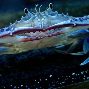 Lady Crab (Ovalipes ocellatus)