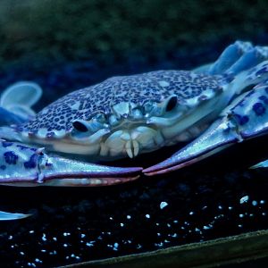 Lady Crab (Ovalipes ocellatus)