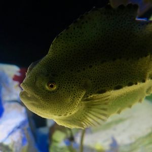 Lumpsucker (Cyclopterus lumpus)