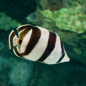 Banded Butterflyfish (Chaetodon striatus)
