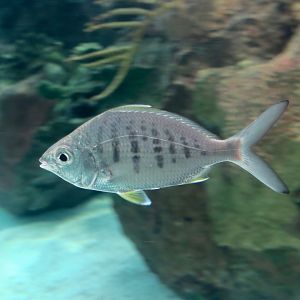 Yellowfin Mojarra (Gerres cinereus)