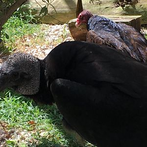 Black Vulture (Coragyps atratus)