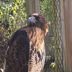 Red-Tailed Hawk (Buteo jamaicensis)