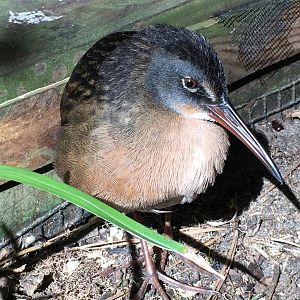 Clapper Rail (Rallus crepitans)