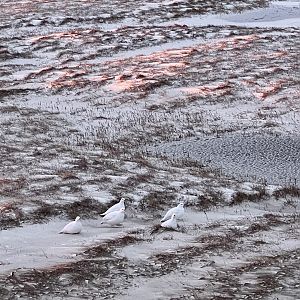 Willow Ptarmigan - Alaska
