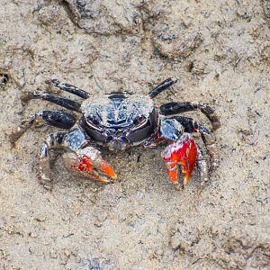 Scarlet Three-spined Mangrove Crab (Neosarmatium trispinosum)