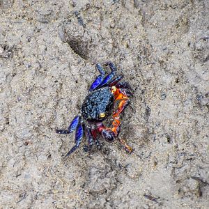 Maroon Mangrove Crab (Perisesarma messa)