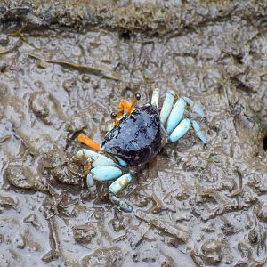 Orange-clawed Fiddler Crab (Uca coarctata)