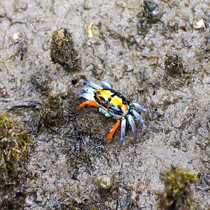 Orange-clawed Fiddler Crab (Uca coarctata)