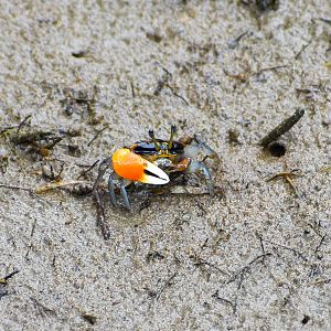 Orange-clawed Fiddler Crab (Uca coarctata)
