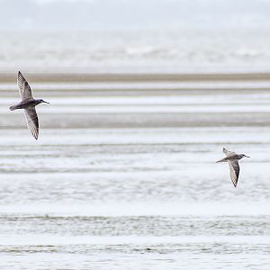 Grey-tailed Tattlers (Tringa brevipes)