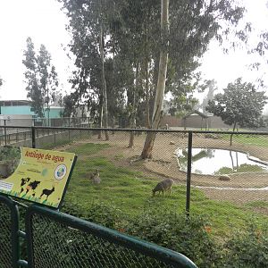 Waterbuck / white-tailed deer exhibit - Parque Zoológico Huachipa