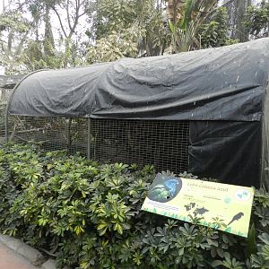 Aves de la Amazonia, blue-headed parrot exhibit  - Parque Zoológico Huachipa
