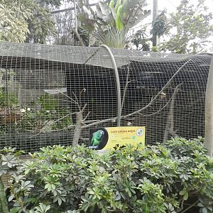 Aves de la Amazonia, dusky-headed parakeet exhibit  - Parque Zoológico Huachipa