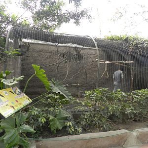 Aves de la Amazonia, black-headed and white-bellied parrot exhibit  - Parque Zoológico Huachipa