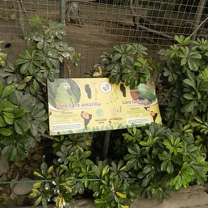 Aves de la Amazonia, orange-winged and southern mealy amazon signage  - Parque Zoológico Huachipa