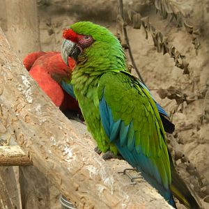 Aves de la Amazonia, great green macaw  - Parque Zoológico Huachipa