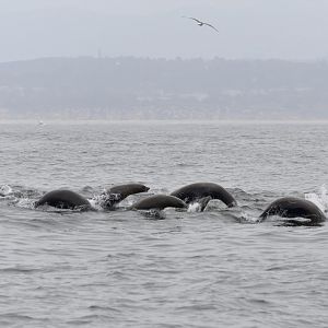 Californian sea lions porpoising