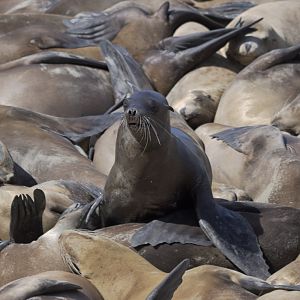 Californian sea lions