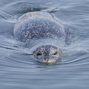 Pacific harbor seal