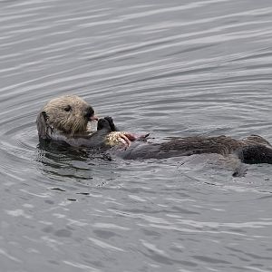 Southern sea otter