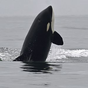Orca bull breaching