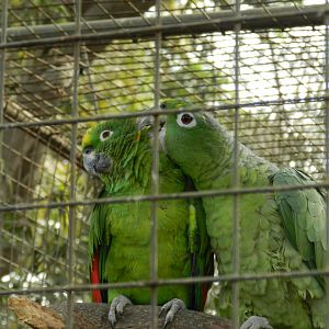 Aves de la Amazonia, pair of yellow-crowned amazons  - Parque Zoológico Huachipa
