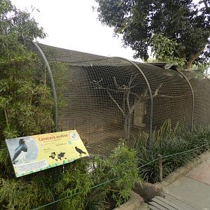 Aves de la Amazonia, mountain caracara exhibit  - Parque Zoológico Huachipa