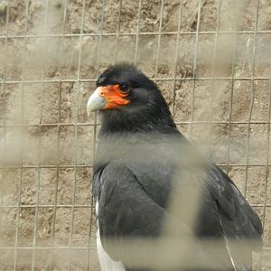 Aves de la Amazonia, mountain caracara - Parque Zoológico Huachipa