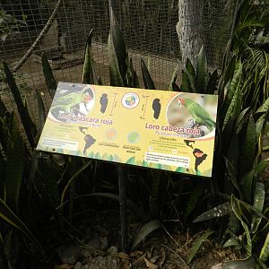 Aves de la Amazonia, red-masket and mitred parakeet - Parque Zoológico Huachipa