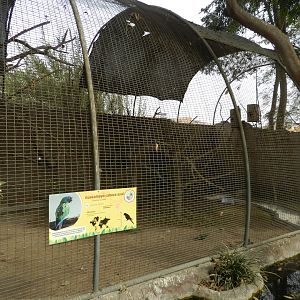 Aves de la Amazonia, blue-headed macaw - Parque Zoológico Huachipa