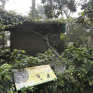 Aves de la Amazonia, lesser horned owl exhibit - Parque Zoológico Huachipa