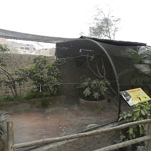Aves de la Amazonia, white-throated toucan exhibit - Parque Zoológico Huachipa