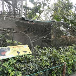 Aves de la Amazonia, spix's guan exhibit - Parque Zoológico Huachipa